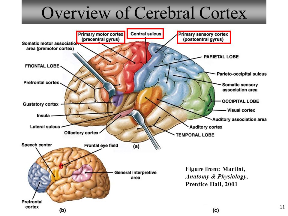 An overview of the human brain